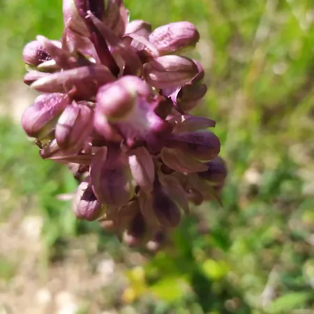 Castello Di Apartman *